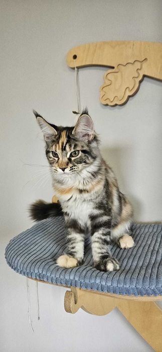 Kotka Maine Coon  miot "K" KARLA
