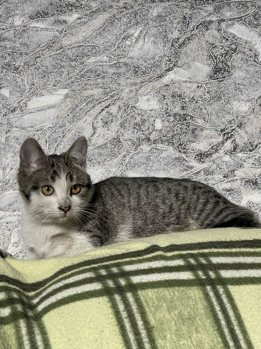 Відам котят в добрі руки!