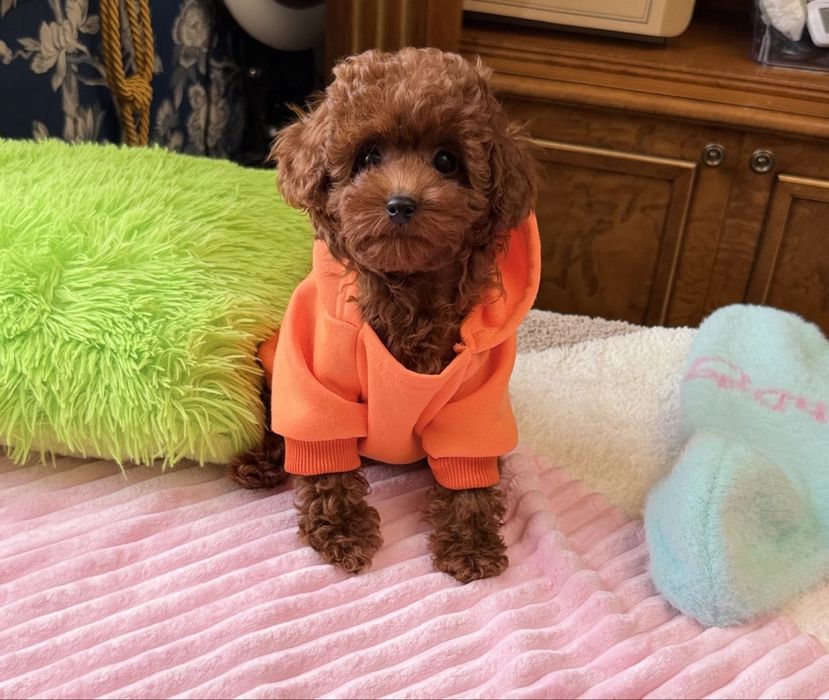 Той пудель ред боаун -міні  формат тікап