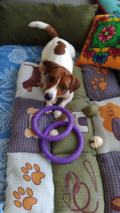 Джек Рассел Тер'єр. В'язка.