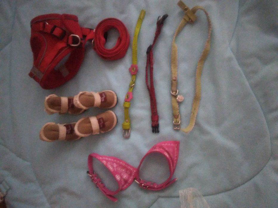 Одежда и аксессуары для собак