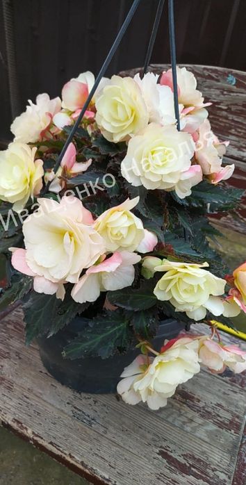 Ампельная бегония