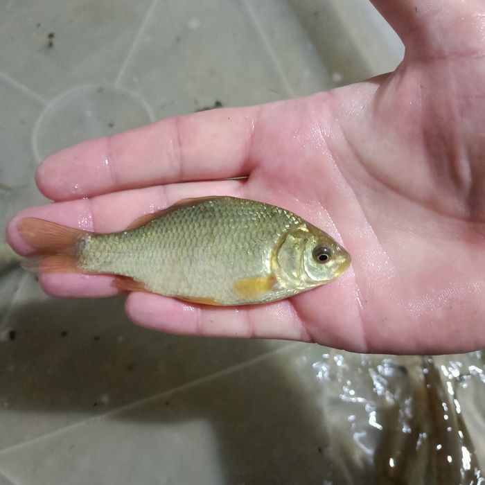 Karaś pospolity czysty rasowo