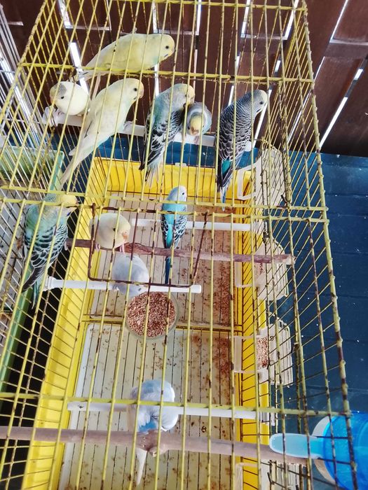 Piriquitos varias cores