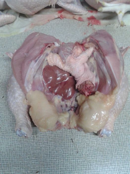 Kurczak, kurczaki,brojlery chów ekologiczny