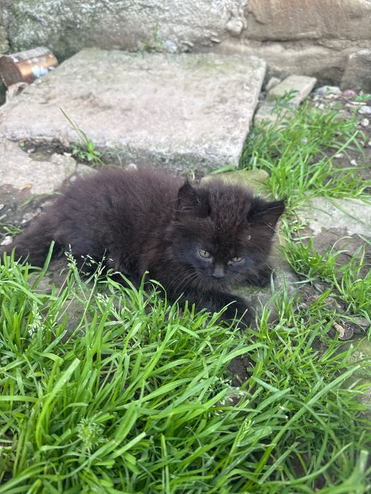 Котики мейкунчики