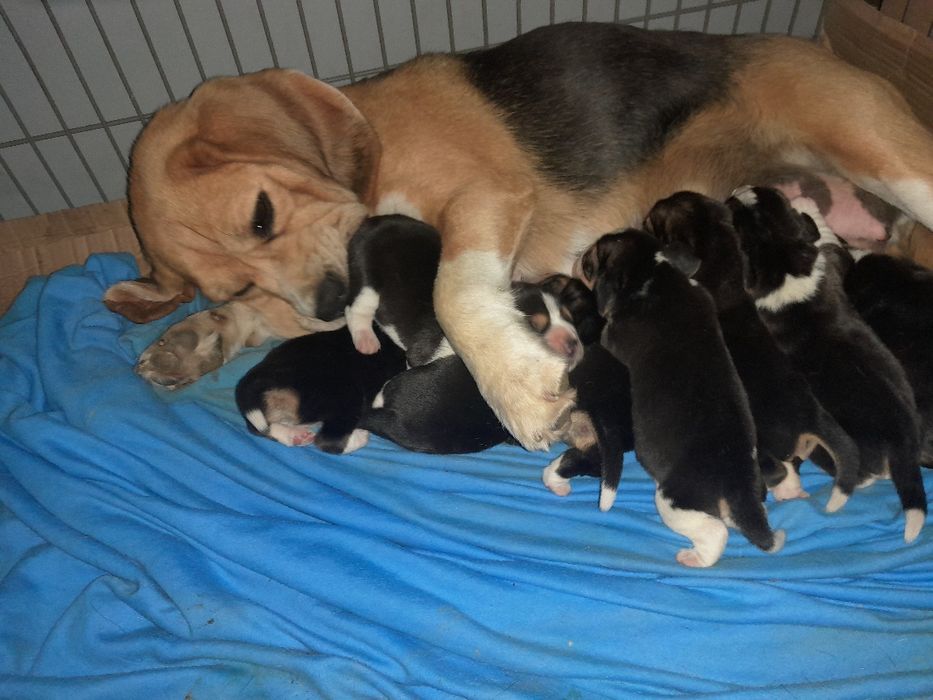 Beagle szczeniakZKwP(FCI)