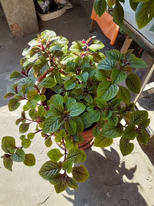 Растения для открытых площадок и офисов,большие и нарядные