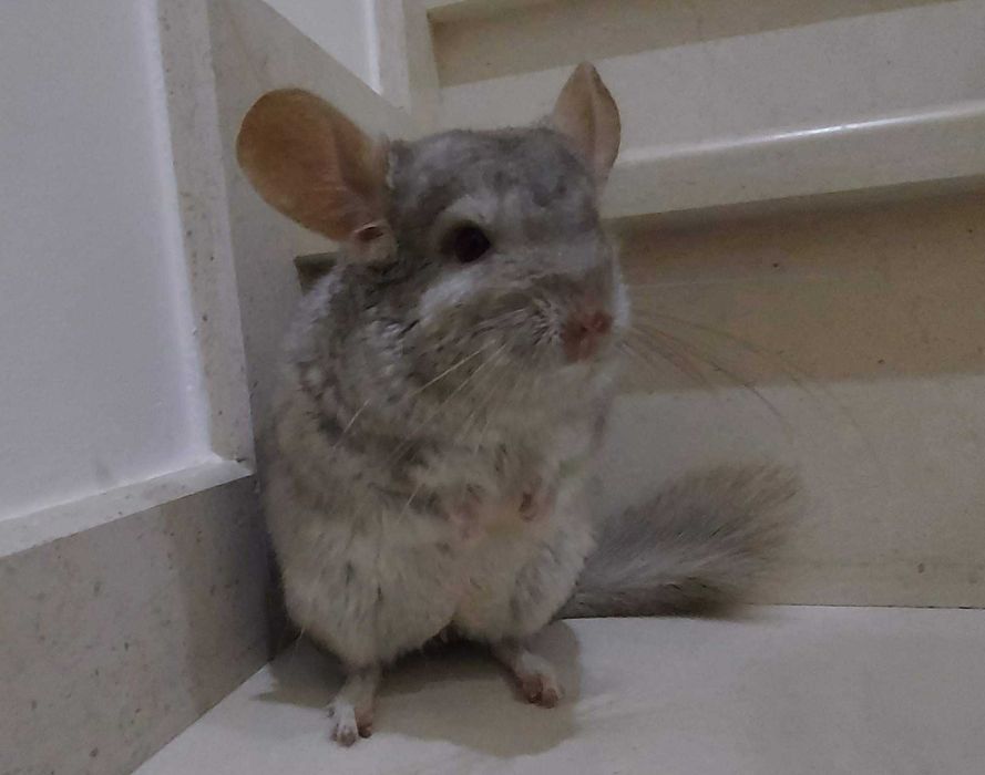 animais acessórios