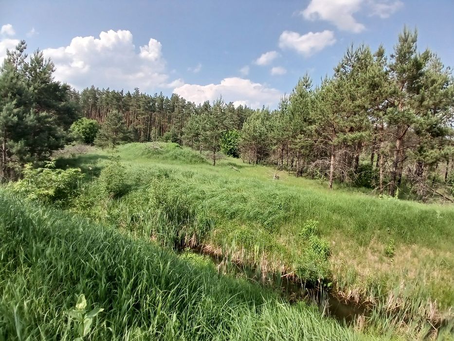 125 соток з соснами, власна водойма, прямий вихід до лісу Мотижин