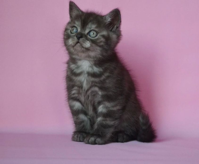 Дуже гарні котинята