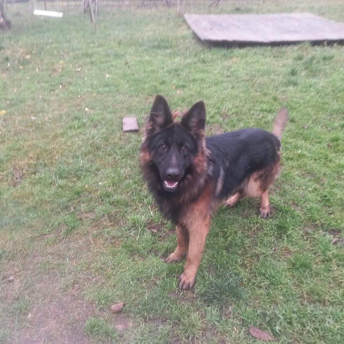 В'язка,  німецька вівчарка