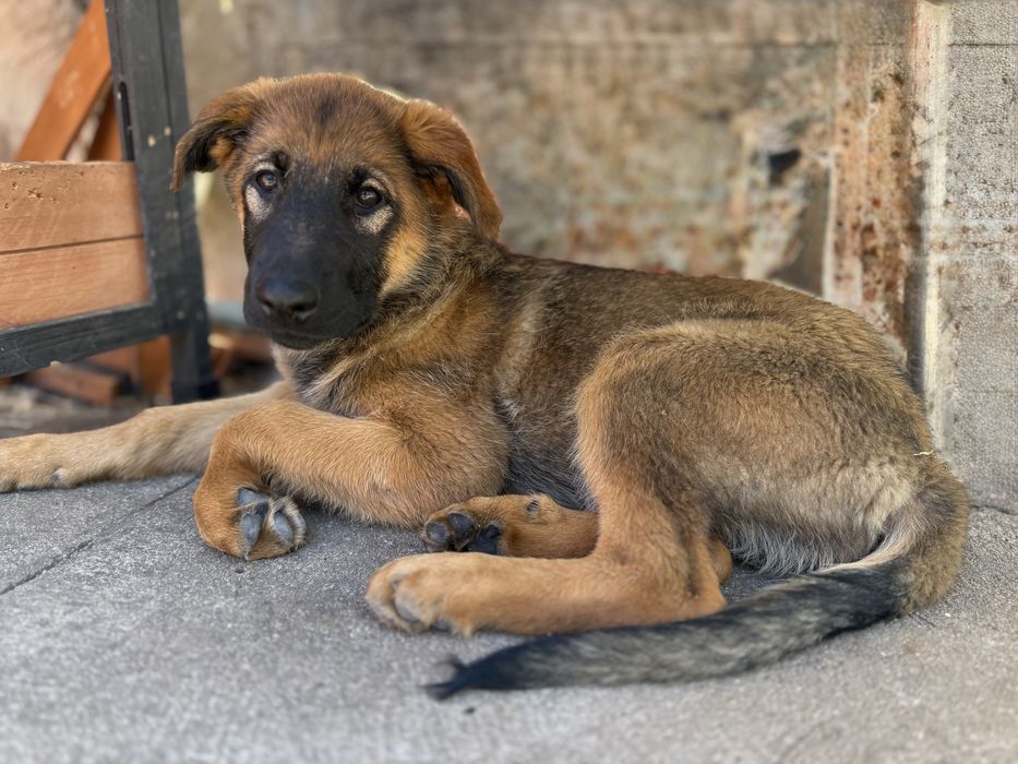 Cachorros Serra da Estrela × Pastor Alemão para adoção responsável