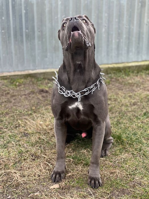 Злучка, кане-корсо кобель  шукає пару.