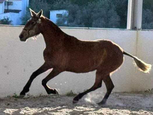 Poldra 3 anos Puro Sangue Lusitano filha de Cavalo Olímpico