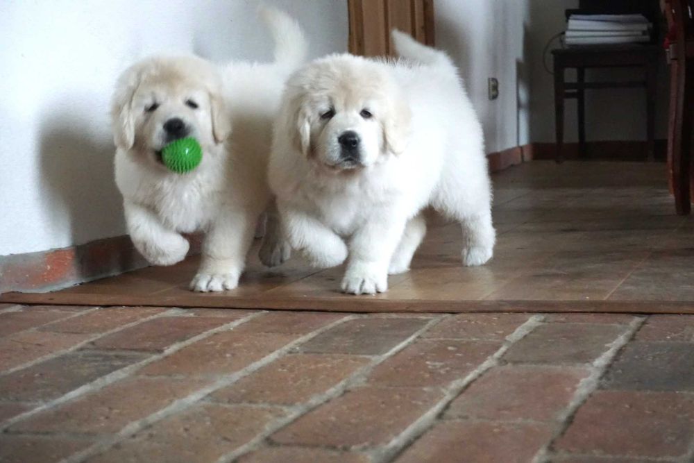 Polski Owczarek Podhalański  FCI, ZKwP - szczeniak