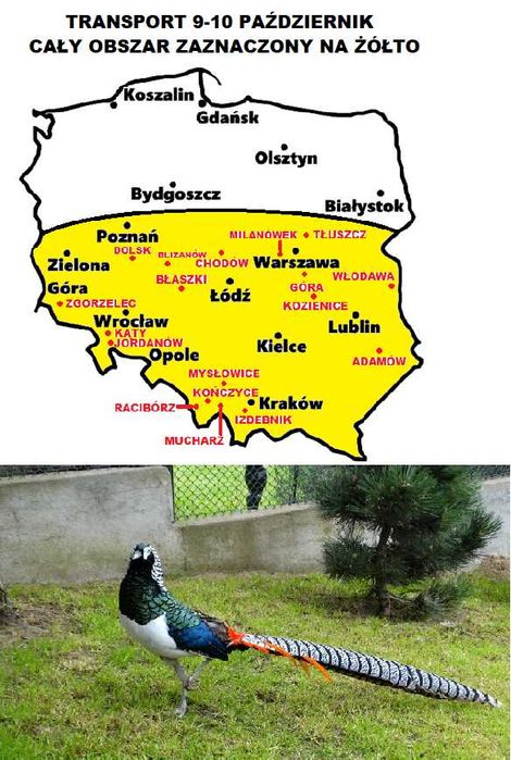 Sprzedam Bażanty Diamentowe (Bażant) z 2026r. WYSYŁAM - Samce i Samice