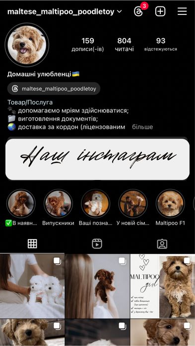 Хлопчики міні мальтезе