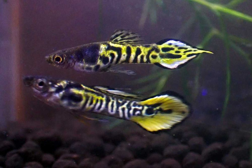 Gupik Endlera odmiana YELLOW TIGER - Poecilia wingei - dowóz, wysyłka