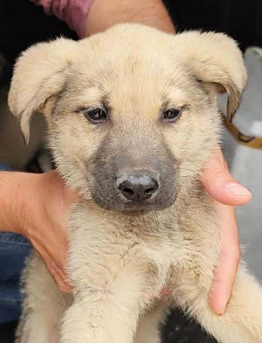 C2 (Macho, 3 Meses) - Para Adoção