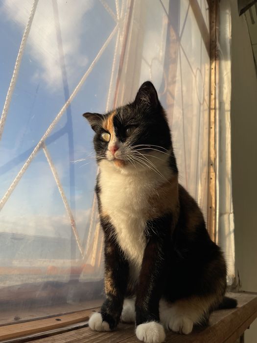 Кошечка бесплатно в добрые руки!