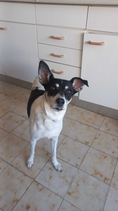 Cadelinha para adoção