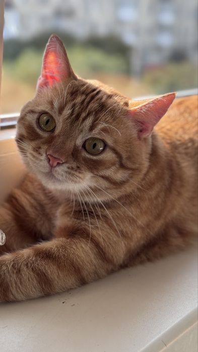 Кіт, котик, хлопчик безкоштовно в люблячу родину