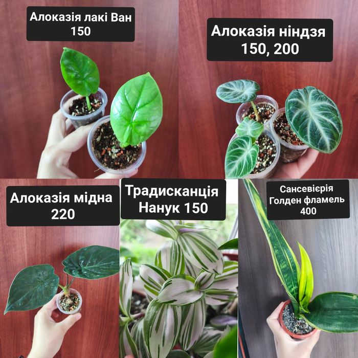 Розпродаж кімнатних рослин: Епіпремнум, Філодендрон з колекції