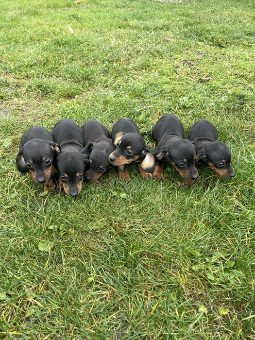 Jamnik miniatirka Szczeniak