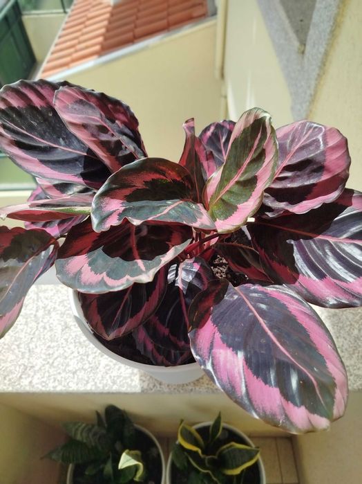 Planta Calathea em vasp