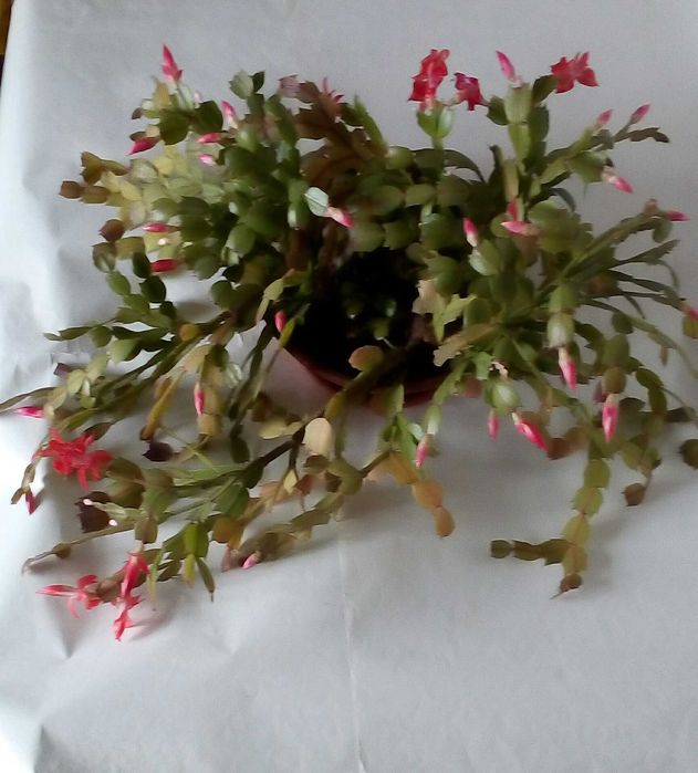 Sansevieria Grudnik kaktus Bożego Narodzenia Schlumbergera