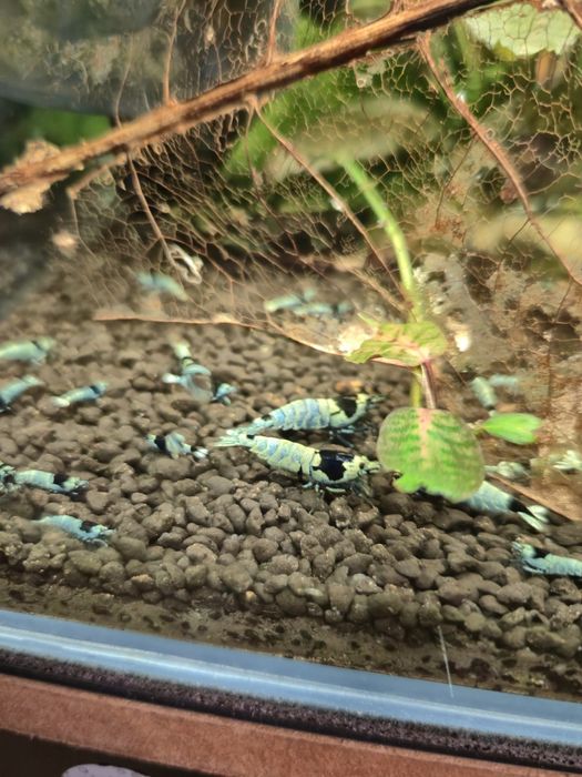 Krewetki Tai Mosura Black Shadow