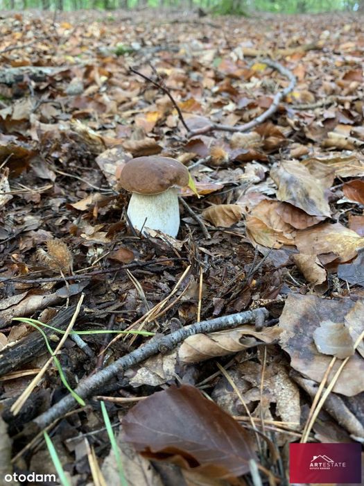 Działki budowlane Bełdów – od 1000 m² | Spokój, na - Widok 3