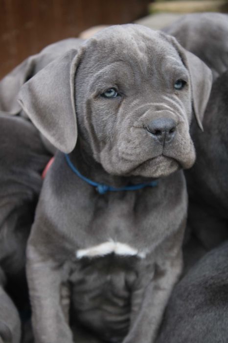 Міць та сила, Кане Корсо, цуценя