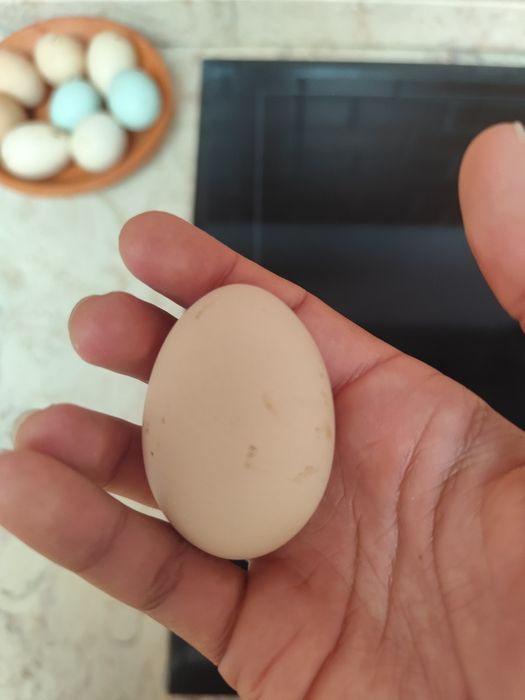 Ovos de Galinhas poedeiras e Araucanas