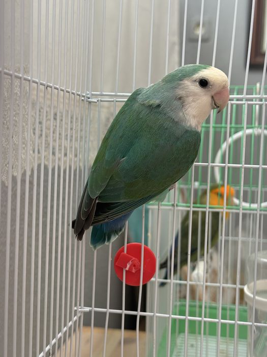 Agaporni Roseicollis Lonfeather Macho
