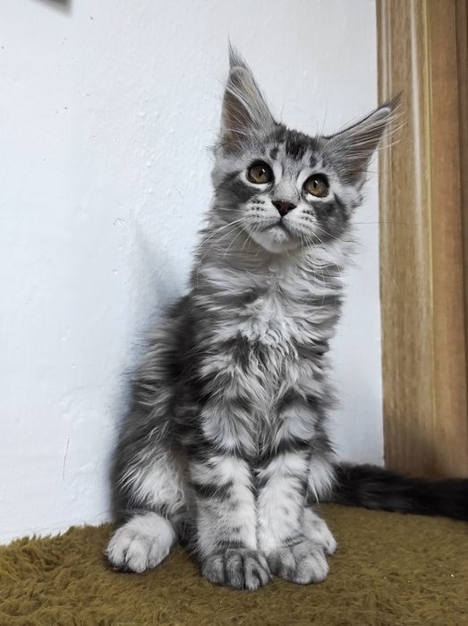 Витончена елегантна красуня мейн кун