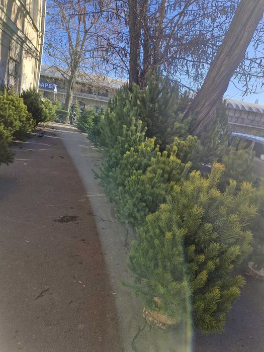 ОПТ СОСНА Новогодняя живая сосна / Одесса / ОПТ  1.5-1.9м