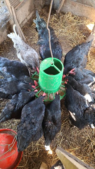 Vende ovos galados de gersey gigante