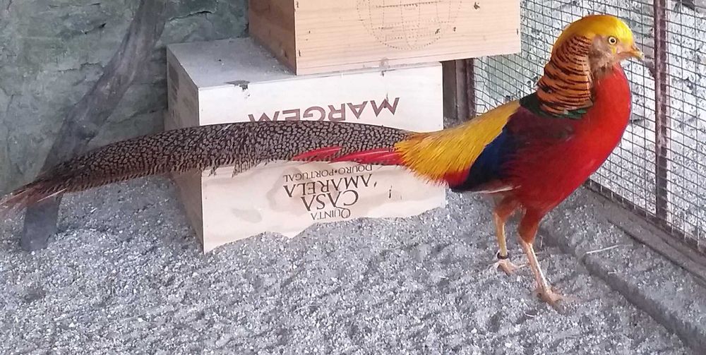 Faisões Dourados 2025