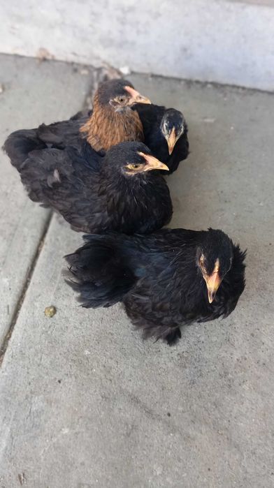 Pekins Black fêmeas