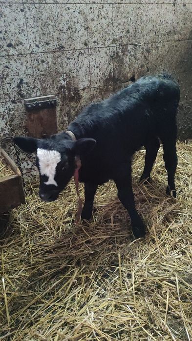 Sprzedam byczka 1950 zł