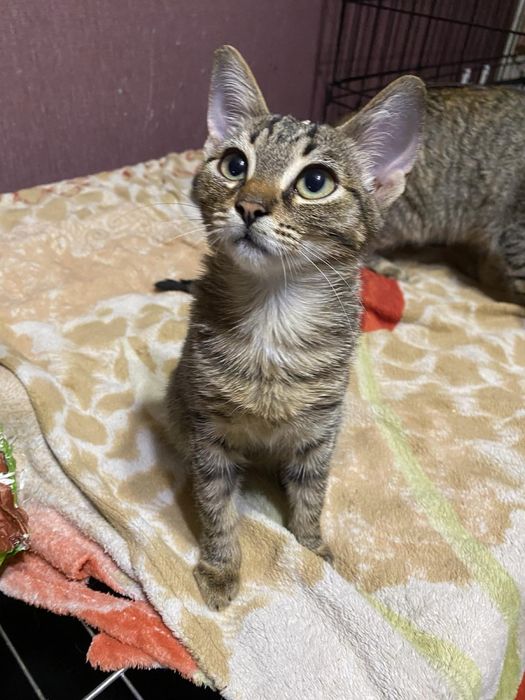 Дівчинка стерилізована в надійну родину