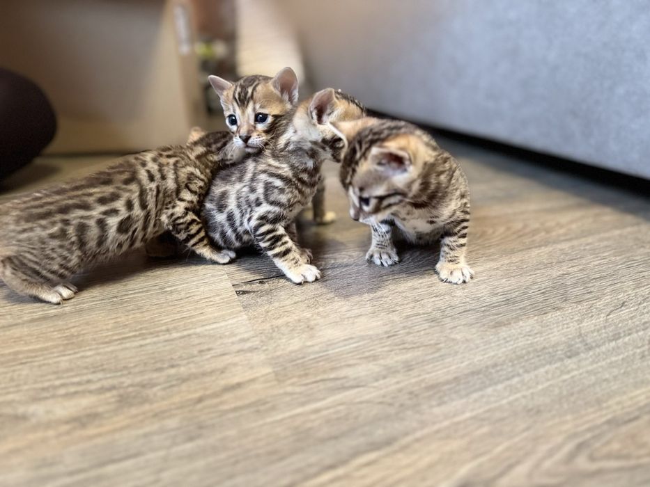 Котята породи Бенгал