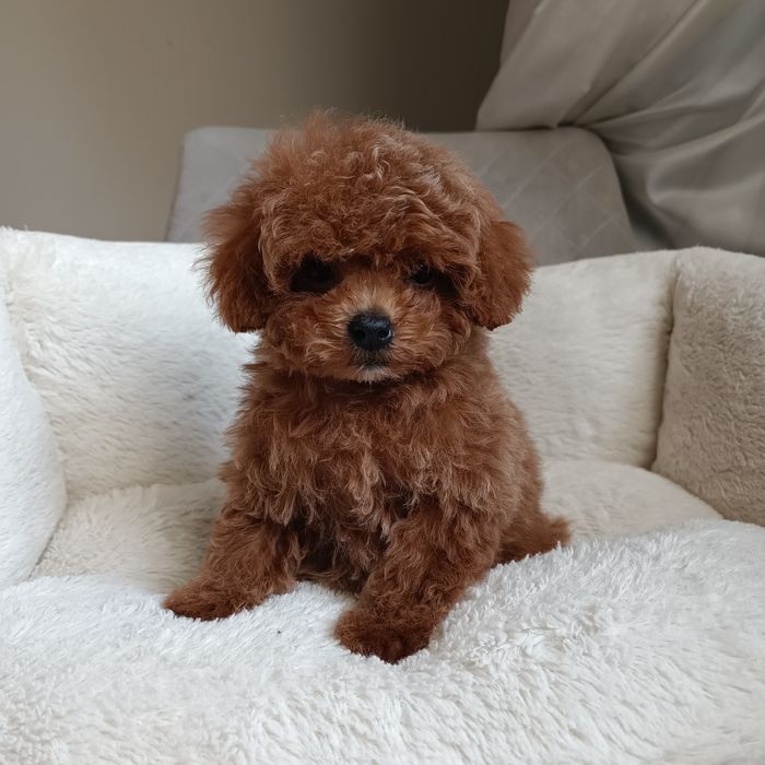 Міні дівчинка. Готова до переїзду. Курноса мальтипу. Київ