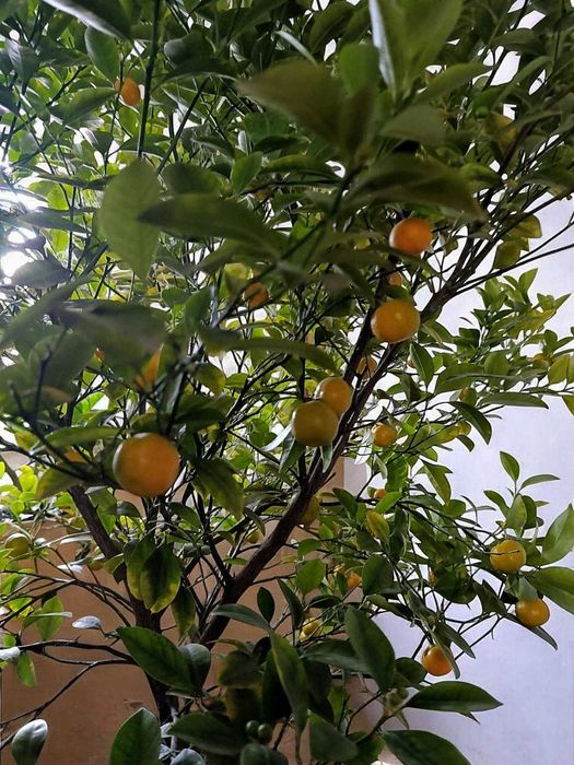 Цитрусове дерево - мандарин (Каламондин)