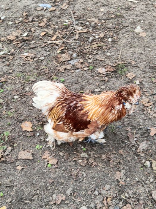 Sprzedam nadwyżkowe koguty