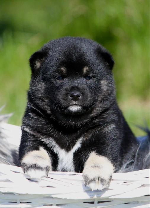 Po championach! SEIKO Shiba inu szczenię suka zkwp