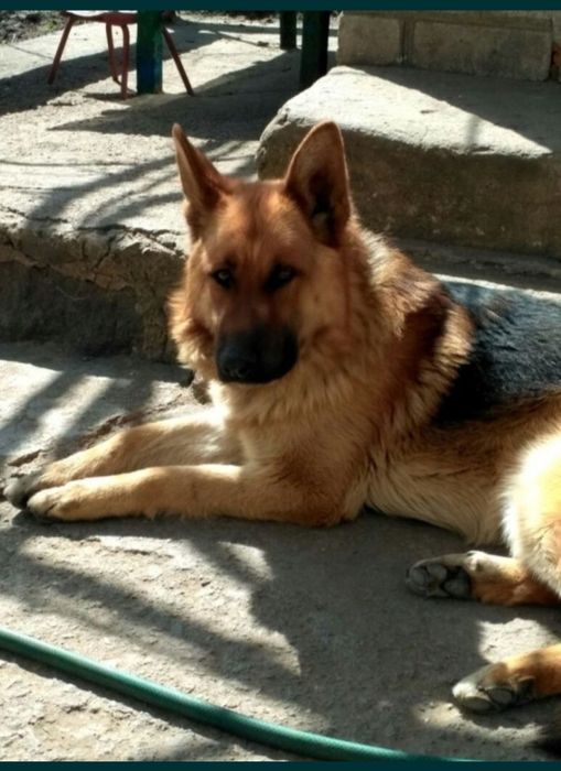 В'язка німецька вівчарка