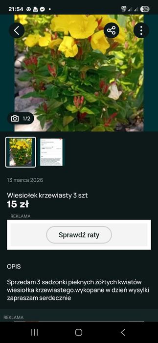 Wiesiołek krzewiasty